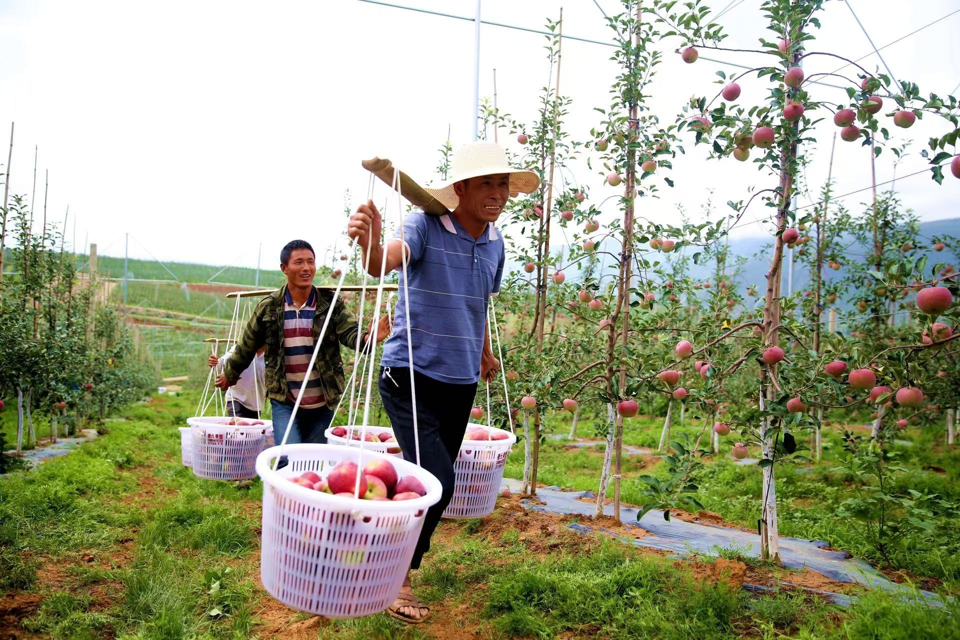 醇香酒 盐源苹果产业链再升级不朽情缘app苹果“酿”出