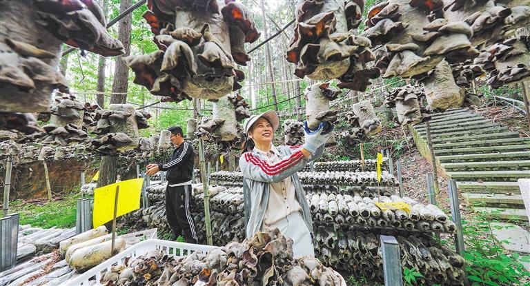 量发展产业调研】林下生金不朽情缘登录入口【高质(图3)
